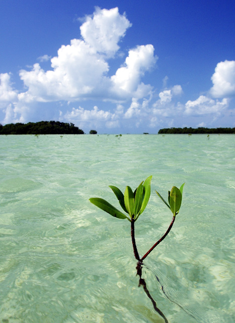 Baby Mangrove